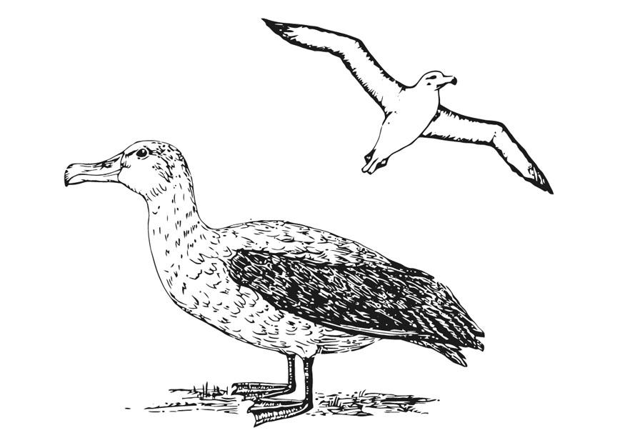 albatros Disegno da colorare albatros