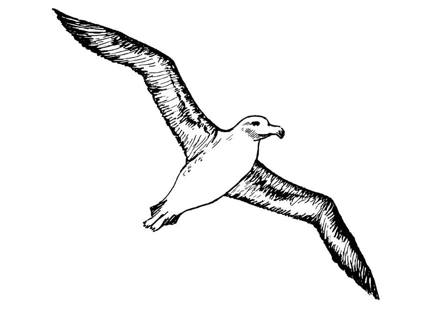 albatros Disegno da colorare albatros