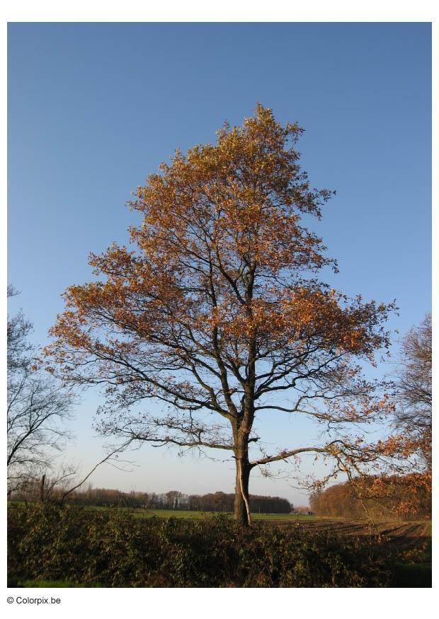 alberi - autunno Foto alberi - autunno