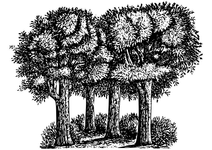 albero Disegno da colorare albero