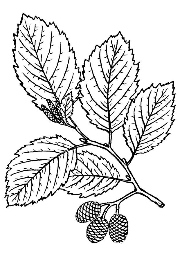 albero - aliso Disegno da colorare albero - aliso