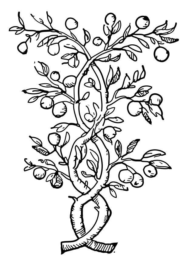 Disegno da colorare albero da frutto