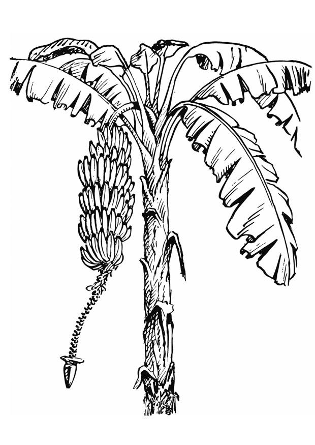 albero di banane Disegno da colorare albero di banane