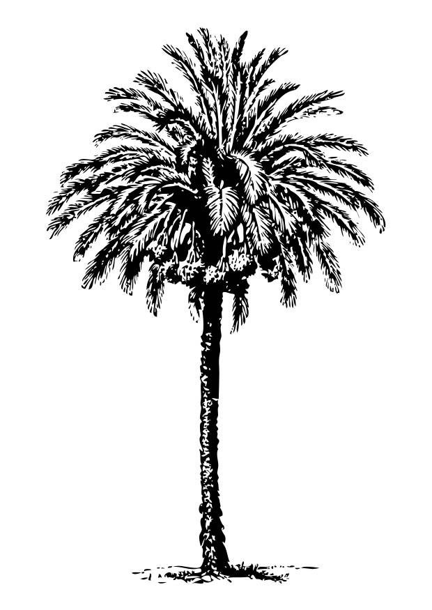 albero di datteri Disegno da colorare albero di datteri
