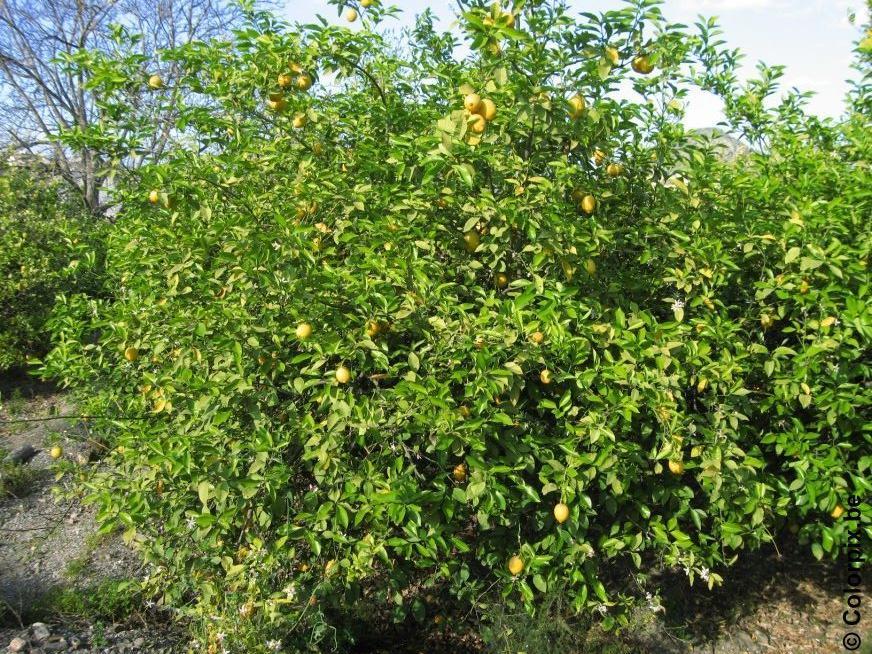 albero di limoni Foto albero di limoni