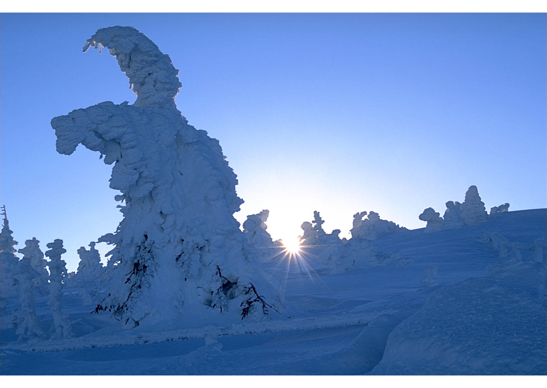 albero innevato Foto albero innevato