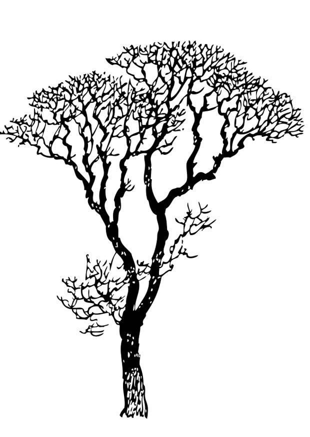 albero spoglio Disegno da colorare albero spoglio