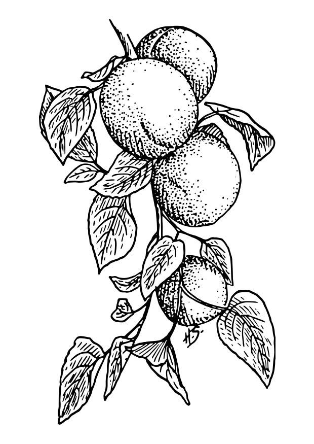 albicocche Disegno da colorare albicocche