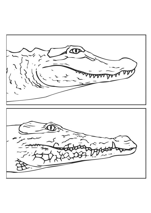 alligatore e coccodrillo Disegno da colorare alligatore e coccodrillo