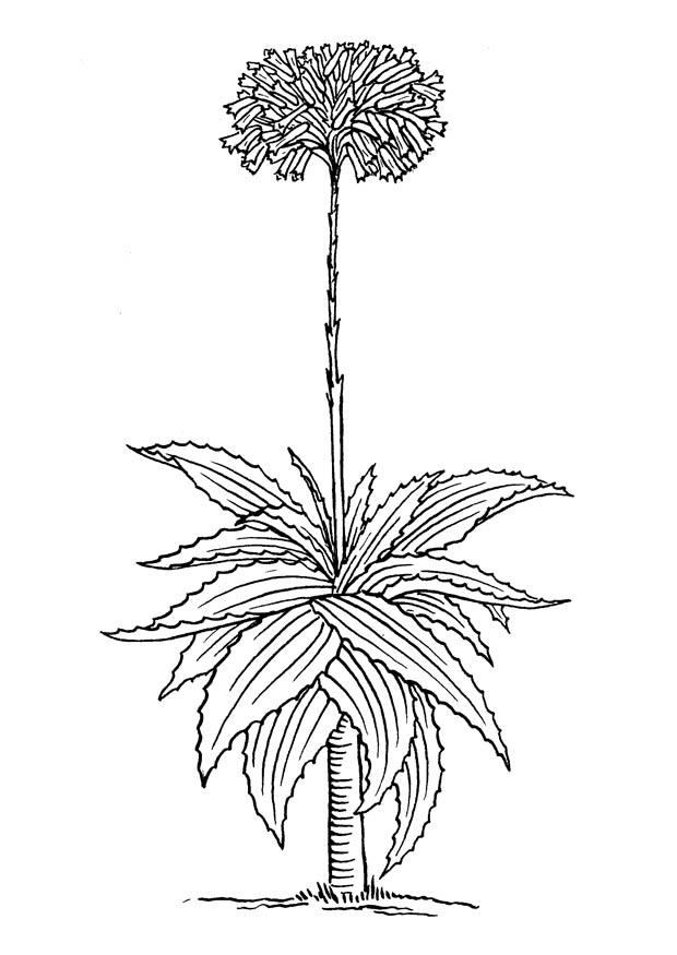 aloe vera Disegno da colorare aloe vera