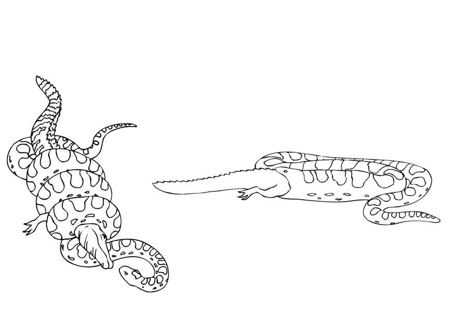 anaconda mangia caimano Disegno da colorare anaconda mangia caimano
