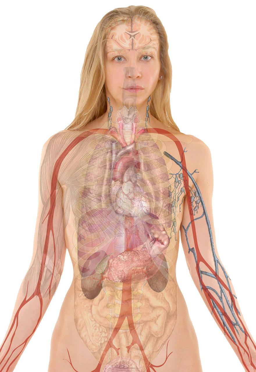 anatomia immagine anatomia
