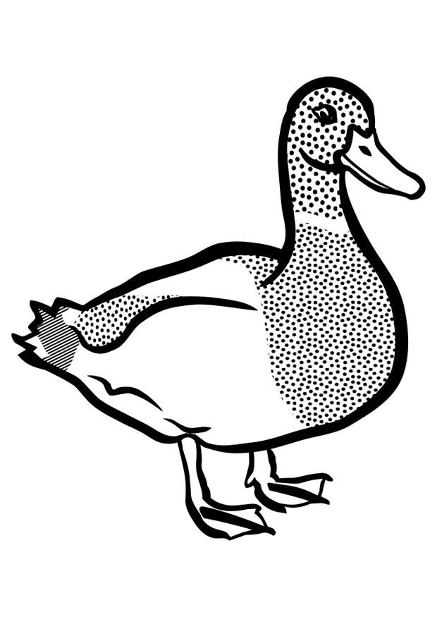 anatra Disegno da colorare anatra