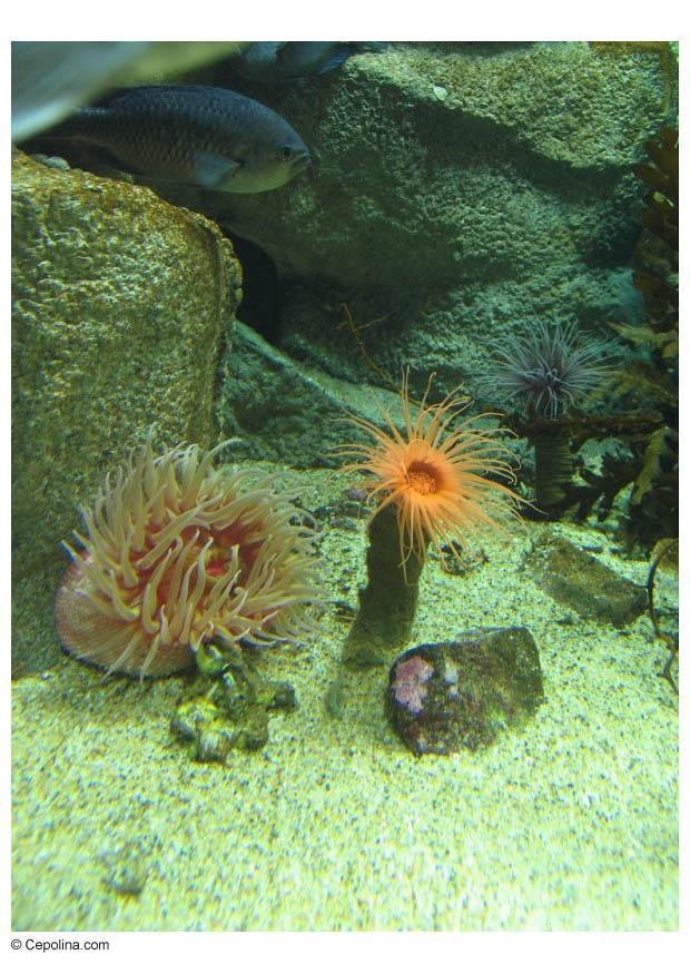 anemone Foto anemone