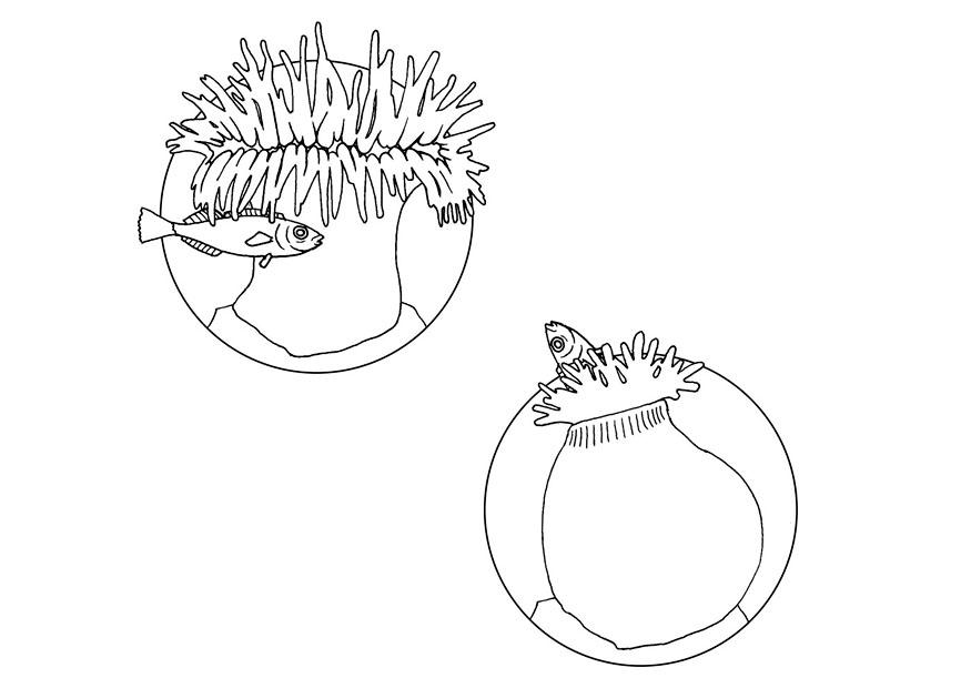 anemone mangia pesci Disegno da colorare anemone mangia pesci