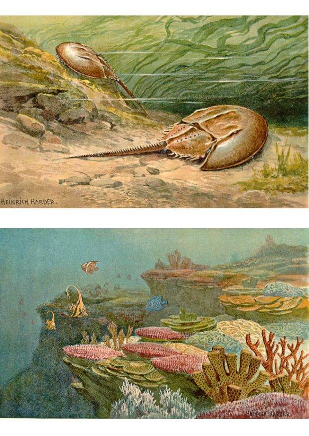 animali marittimi immagine animali marittimi
