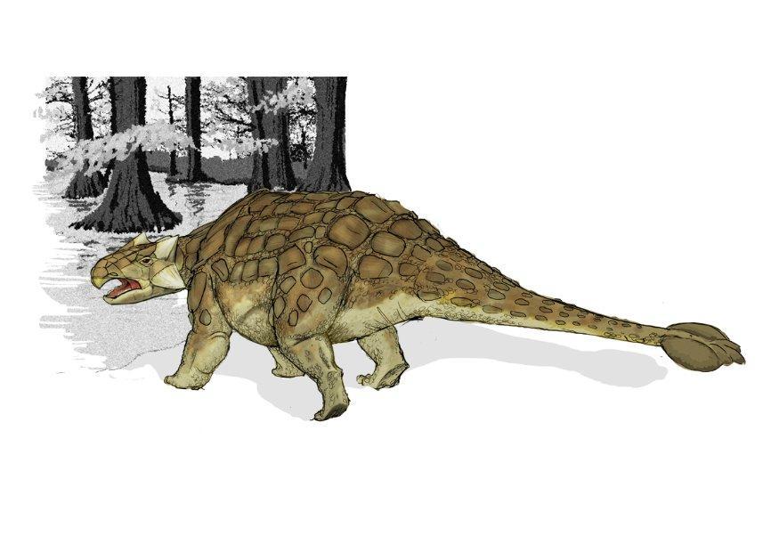 ankylosauro immagine ankylosauro
