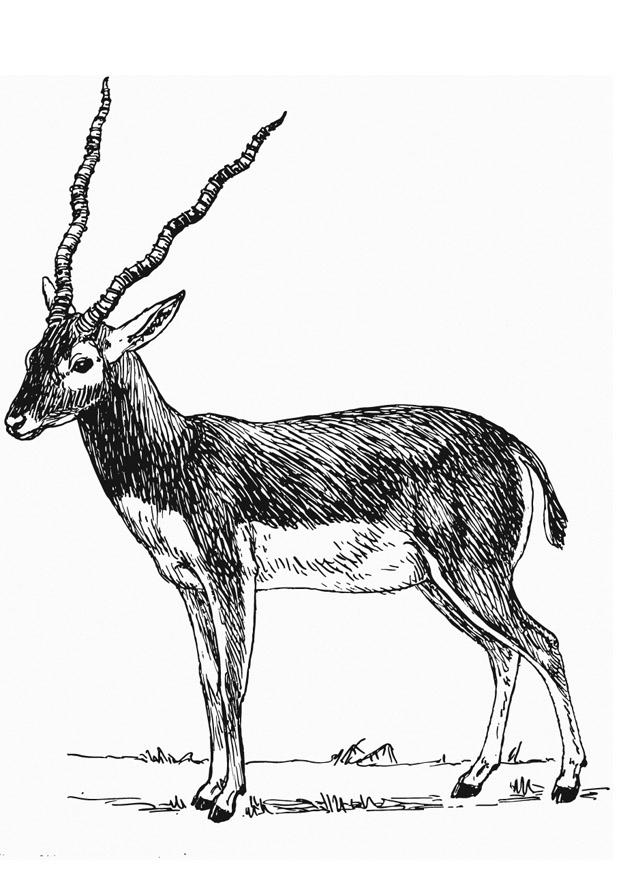 antilope Disegno da colorare antilope