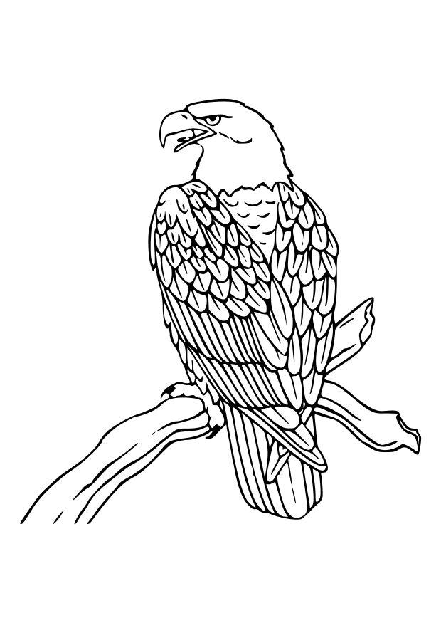 aquila Disegno da colorare aquila