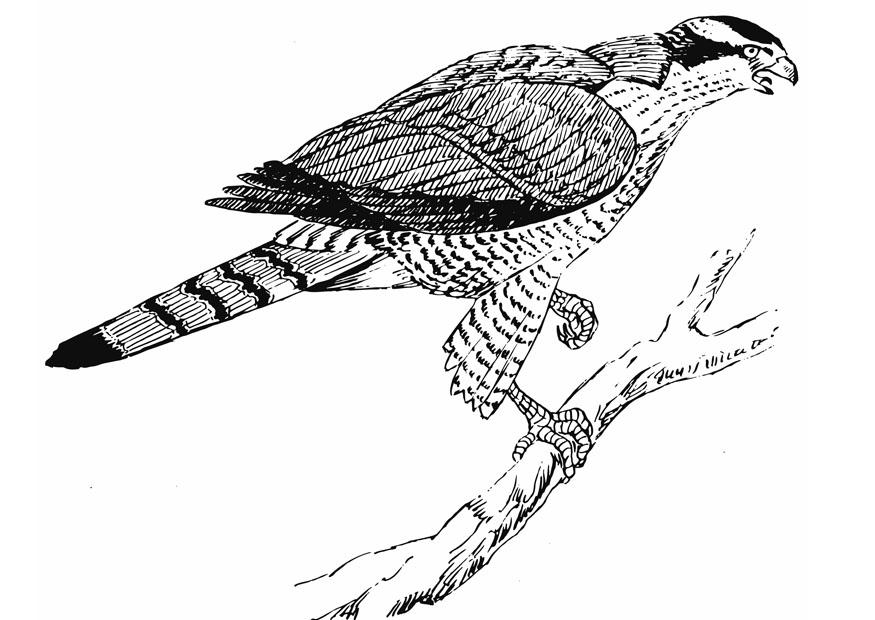 aquila Disegno da colorare aquila