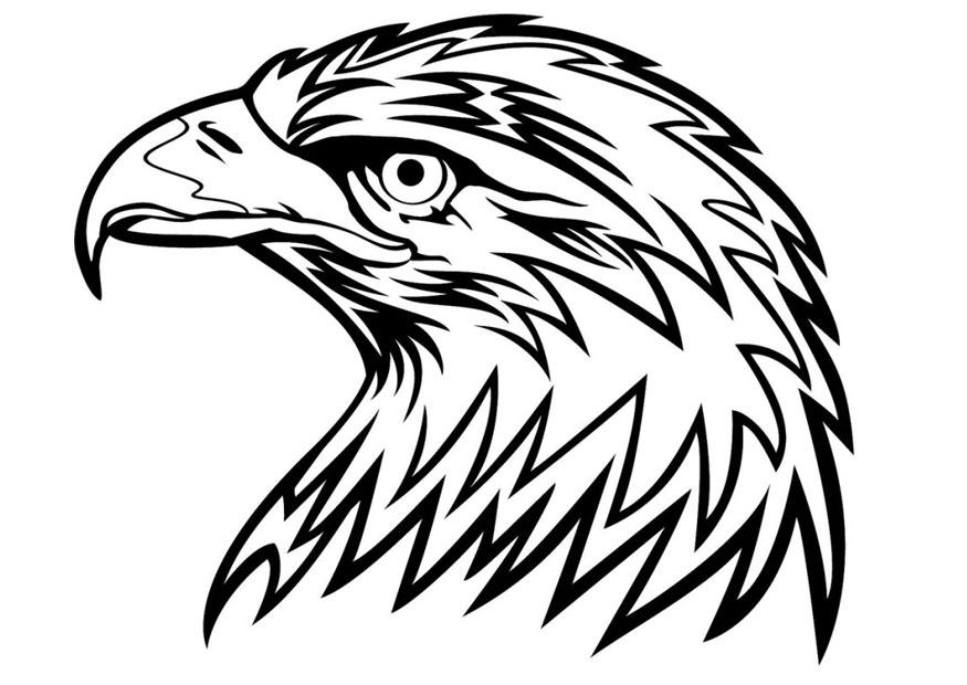aquila Disegno da colorare aquila