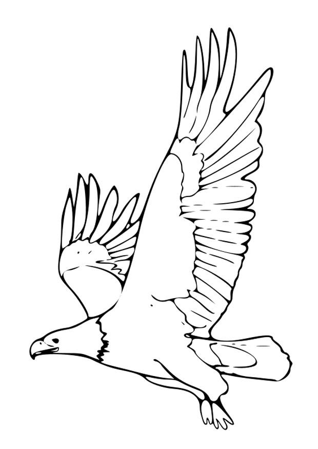 aquila Disegno da colorare aquila