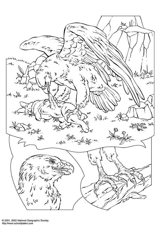 aquila Disegno da colorare aquila