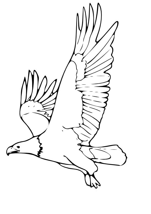 aquila Disegno da colorare aquila