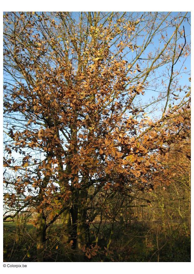 autunno Foto autunno