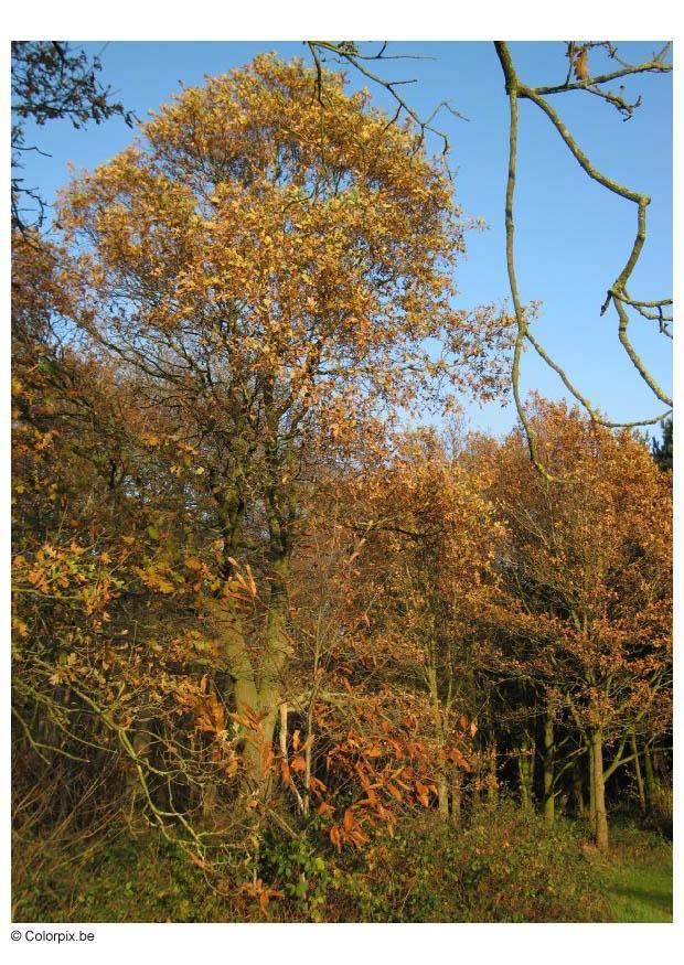 autunno nella foresta Foto autunno nella foresta