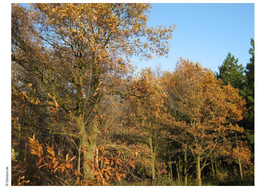 Foto autunno nella foresta