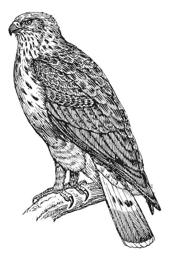 avvoltoio collorosso Disegno da colorare avvoltoio collorosso