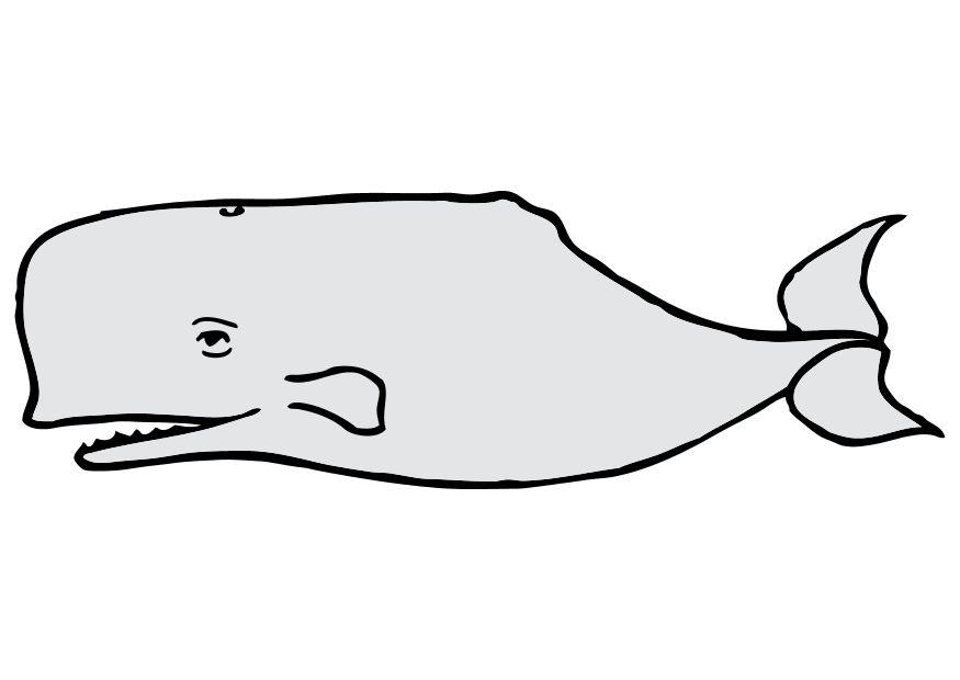 balena immagine balena