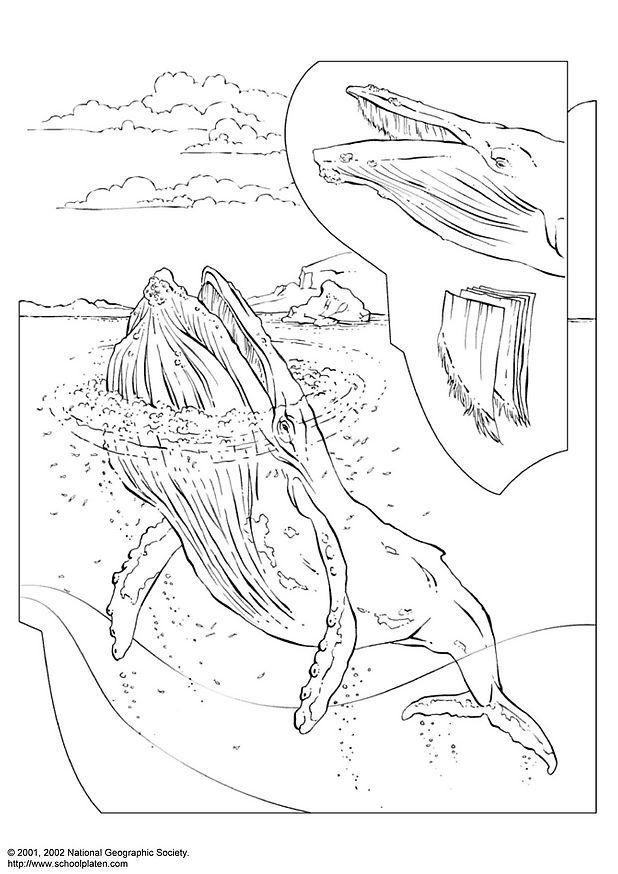balena Disegno da colorare balena