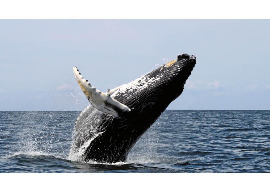balena Foto balena