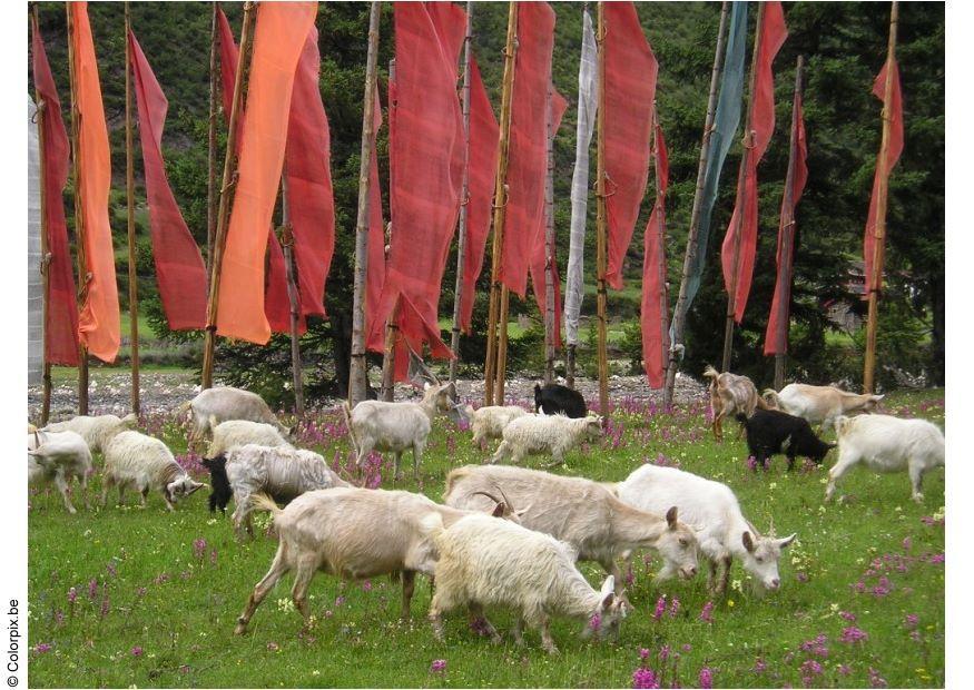 bandiere di preghiera Foto bandiere di preghiera