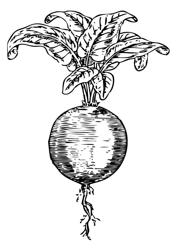 barbabietola Disegno da colorare barbabietola