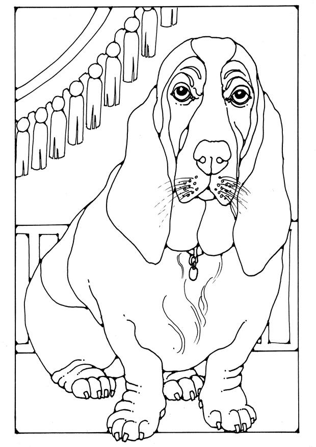 bassotto Disegno da colorare bassotto
