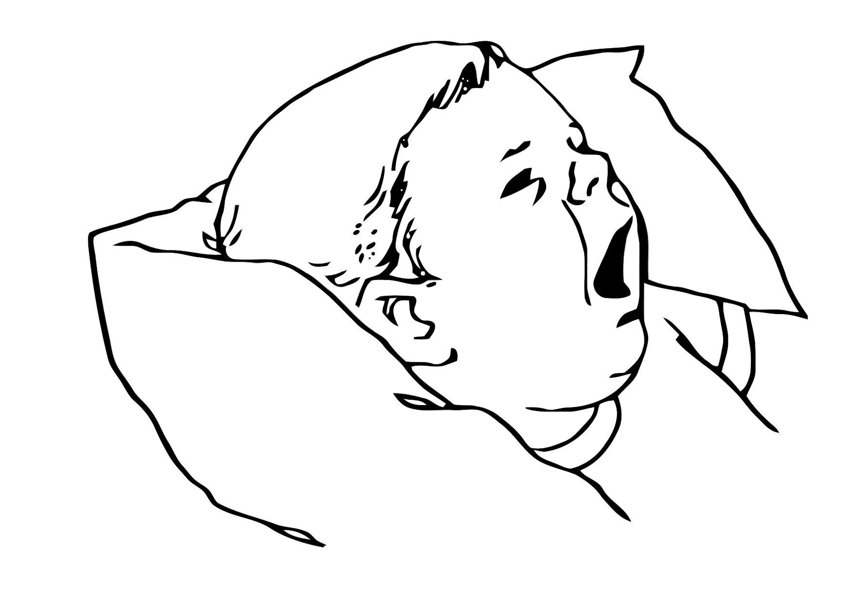 bA©bA© Disegno da colorare bA©bA©