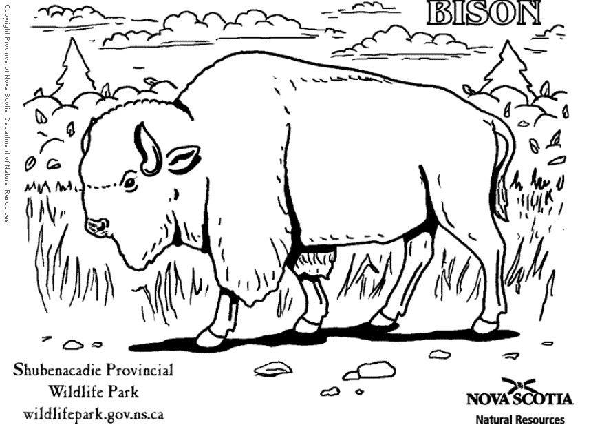 bisonte Disegno da colorare bisonte