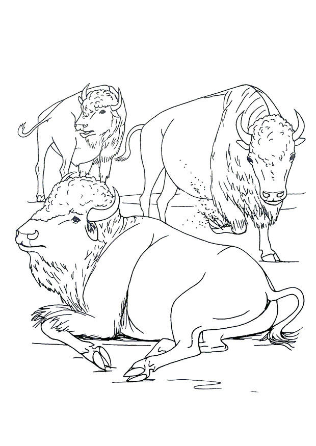bizonti Disegno da colorare bizonti