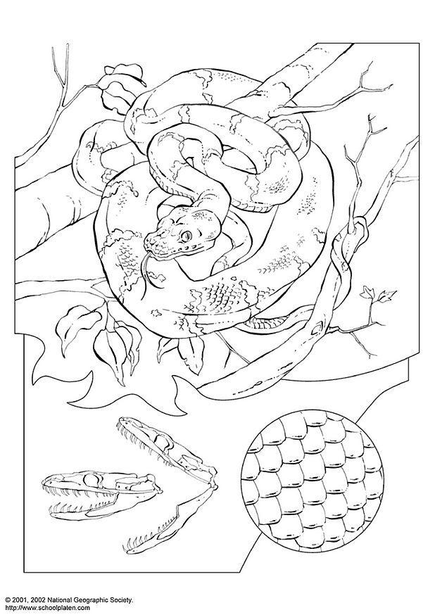 boa verde Disegno da colorare boa verde