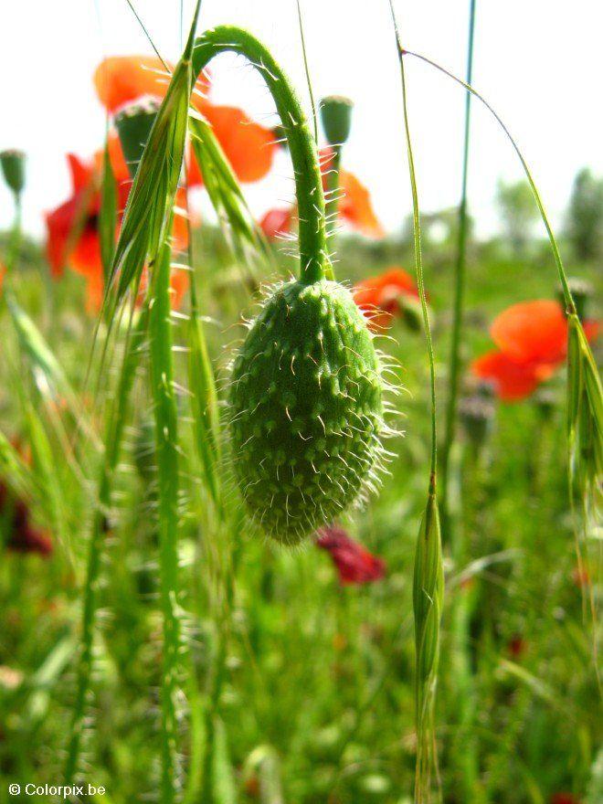 bocciolo papavero 2 Foto bocciolo papavero 2