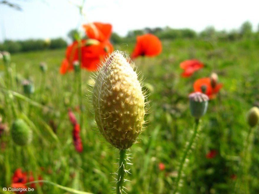 bocciolo papavero Foto bocciolo papavero