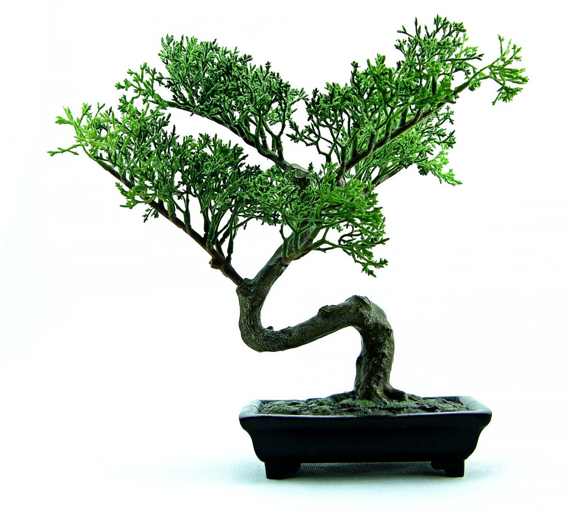 bonsai Foto bonsai