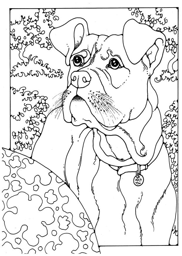 boxer Disegno da colorare boxer