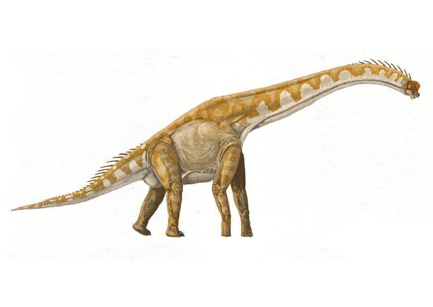 brachiosauro immagine brachiosauro