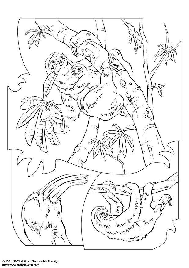 bradipo Disegno da colorare bradipo