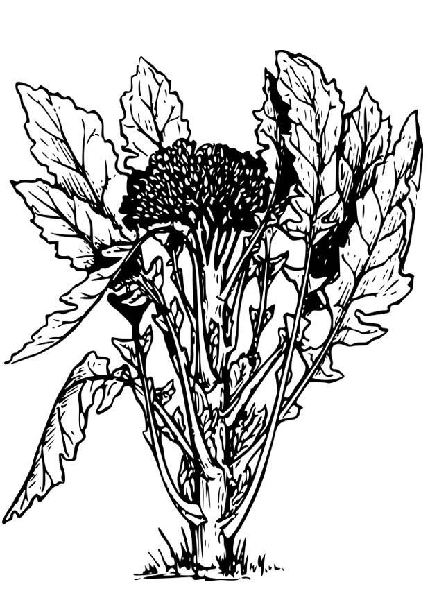 broccoli Disegno da colorare broccoli