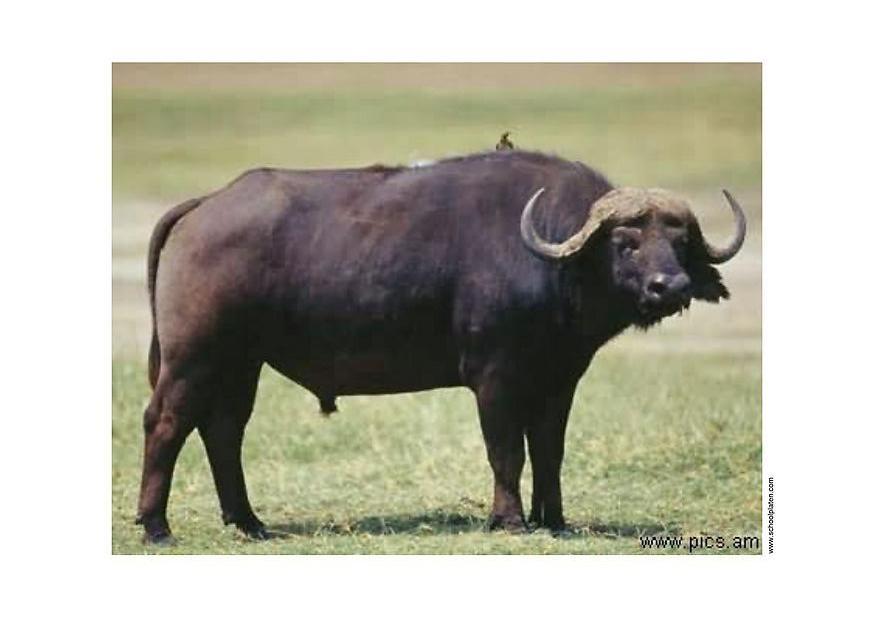 buffala Foto buffala